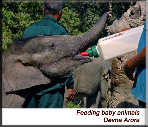 Devna Arora - Elephant calf feeding